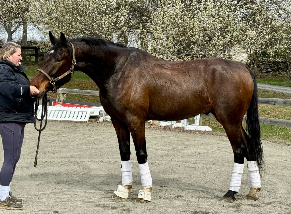 A woman feeding a brown horse with white wraps on its legs in a sandy area.