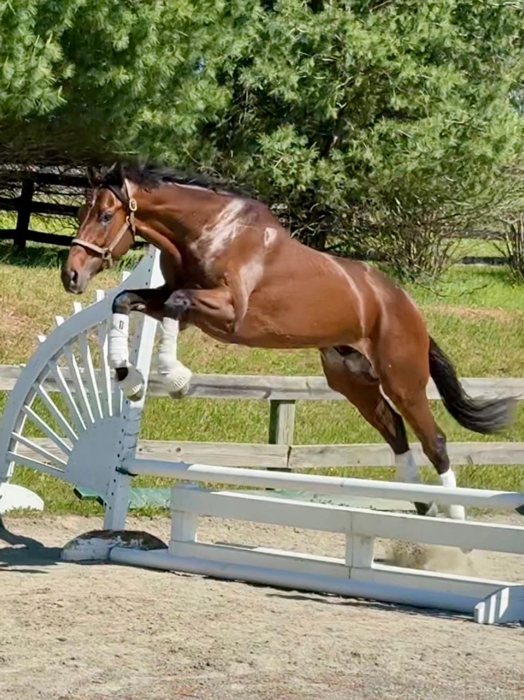 A brown horse jumping over a white obstacle during equestrian training.