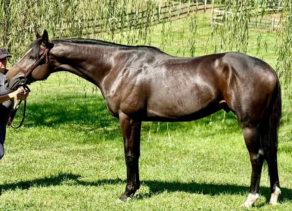 Glossy black horse standing on grass with a handler.