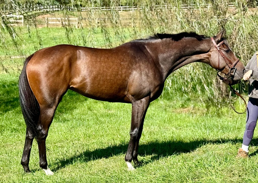 A brown horse standing on grass.