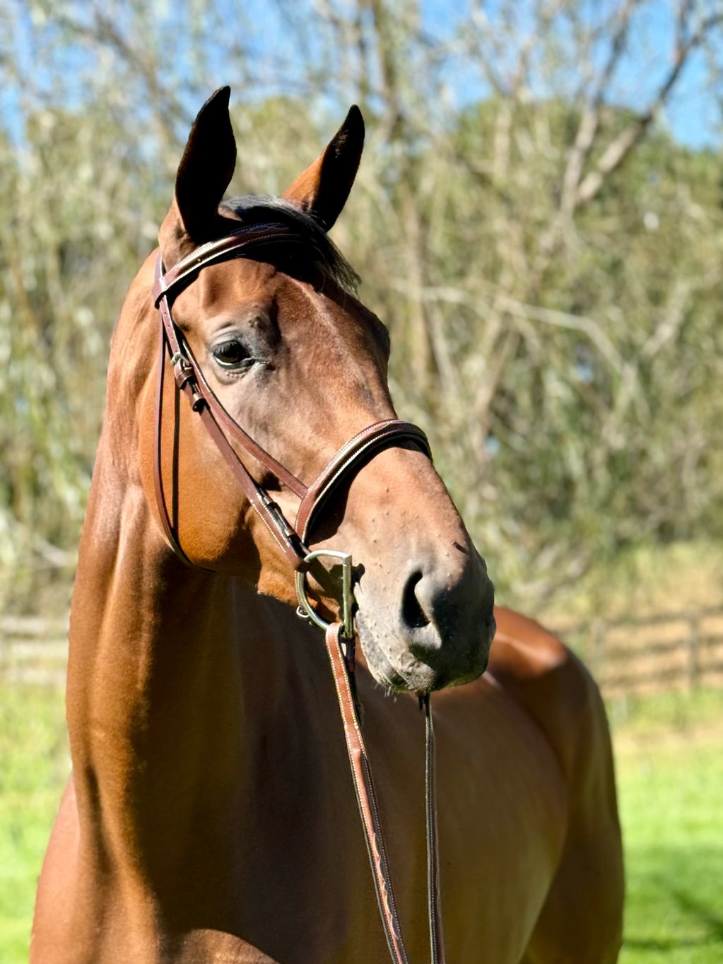 Close-up of a brown horse with bridle in a sunny outdoor setting.