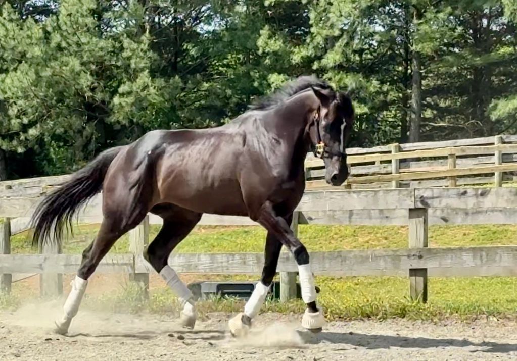 A black horse with white leg wraps trots in a fenced paddock on a sunny day.