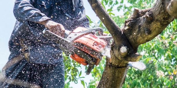 tree trimming