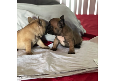 french bulldog puppy