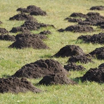 Mole hills on farmland/field