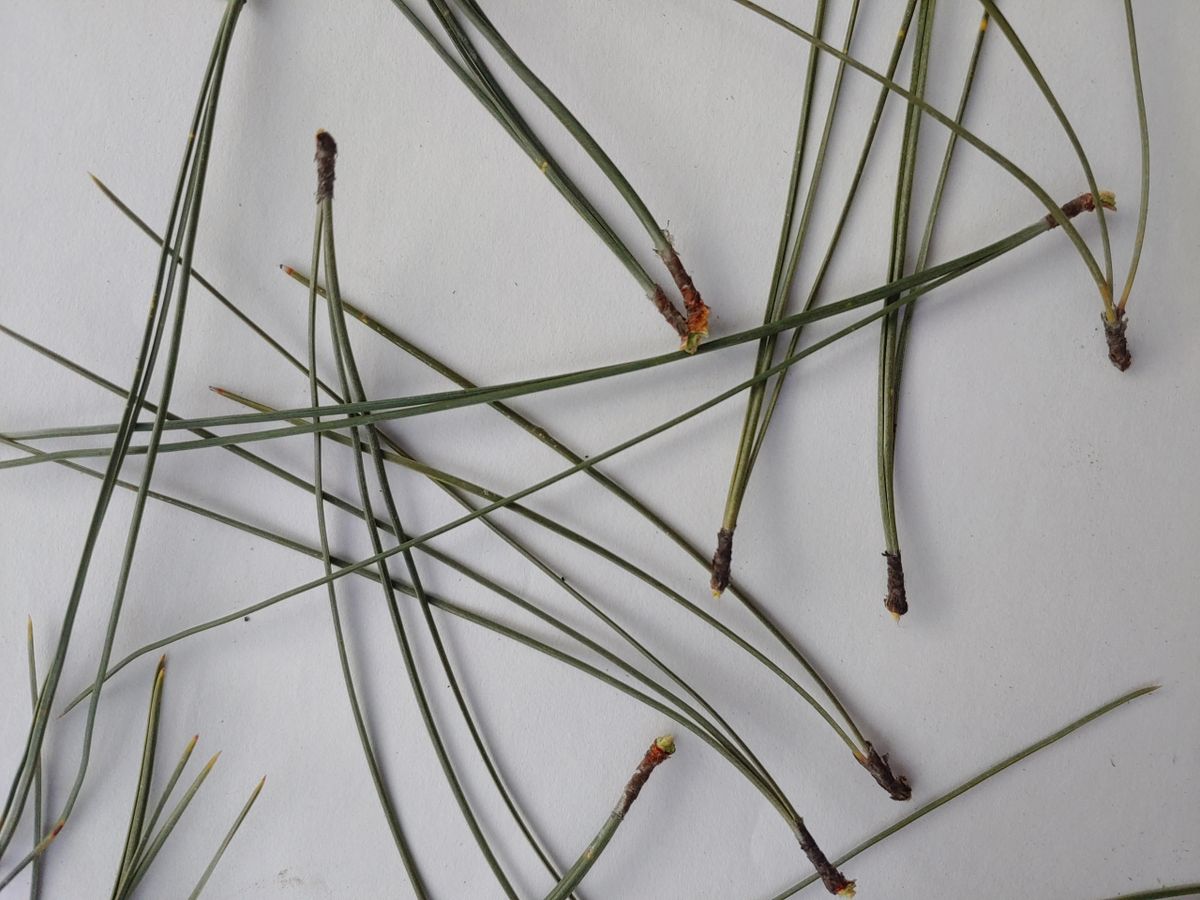 Ponderosa Needles (Leaves)