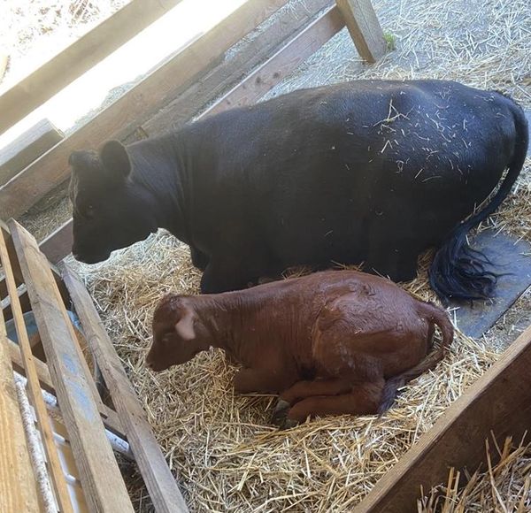 A black cow and a brown calf resting on straw in a wooden pen.