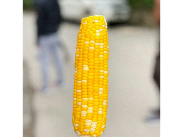 A yellow and white corn cob on the street.