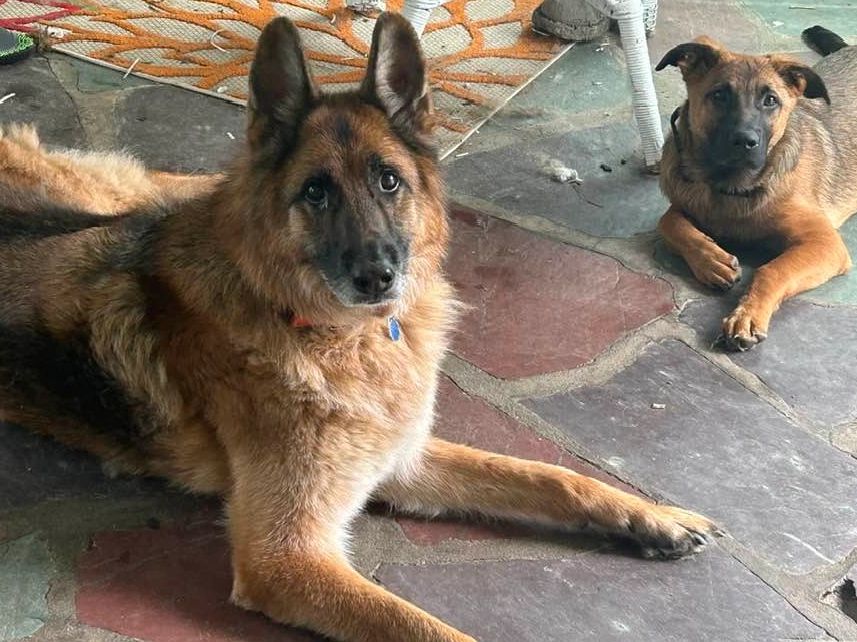 Two German Shepherd dogs resting on a stone floor indoors.