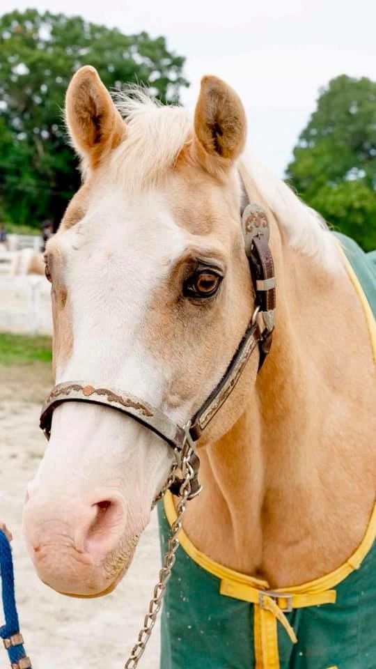 Phoenix Rising Equistrian Center