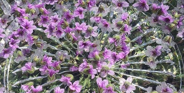 Flowers dancing with Sunlight and Water