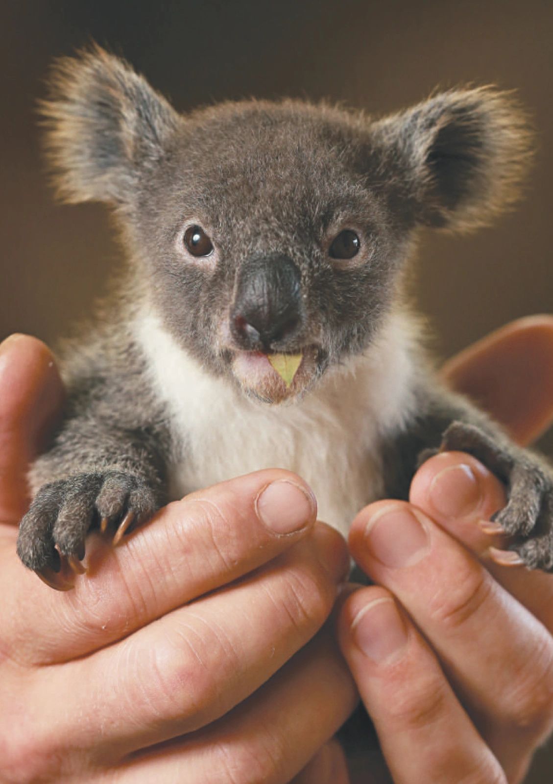 Сумка коалы животное