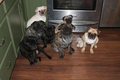 Group of six pugs sitting on a wooden floor in a kitchen.