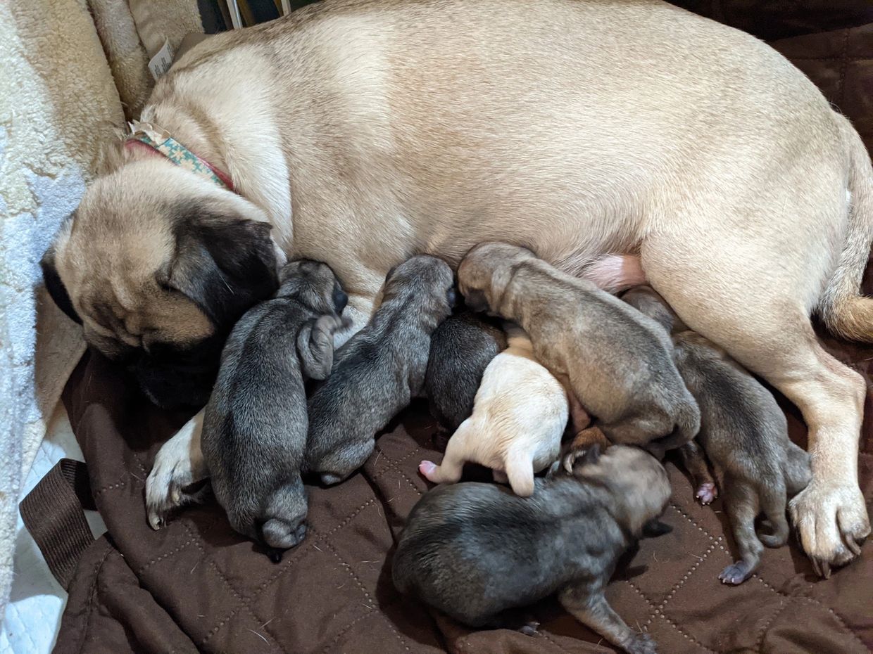 Bella with her first litter of pug puppies.