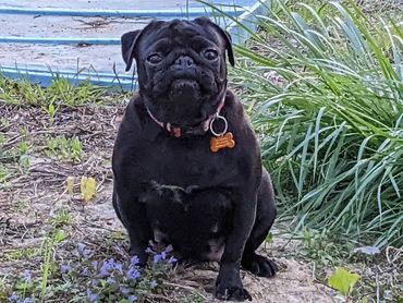 A black pug sitting on the ground near some plants and flowers.