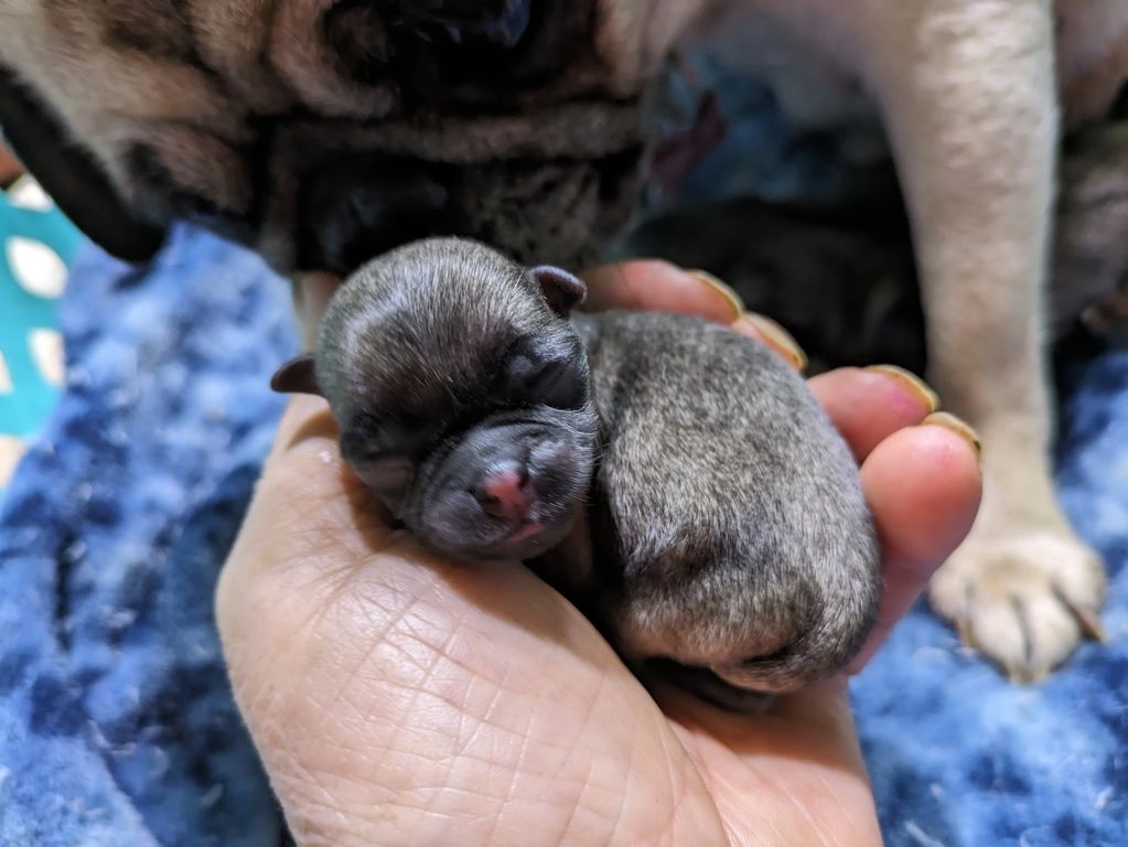 Mini pug baby,Puppy