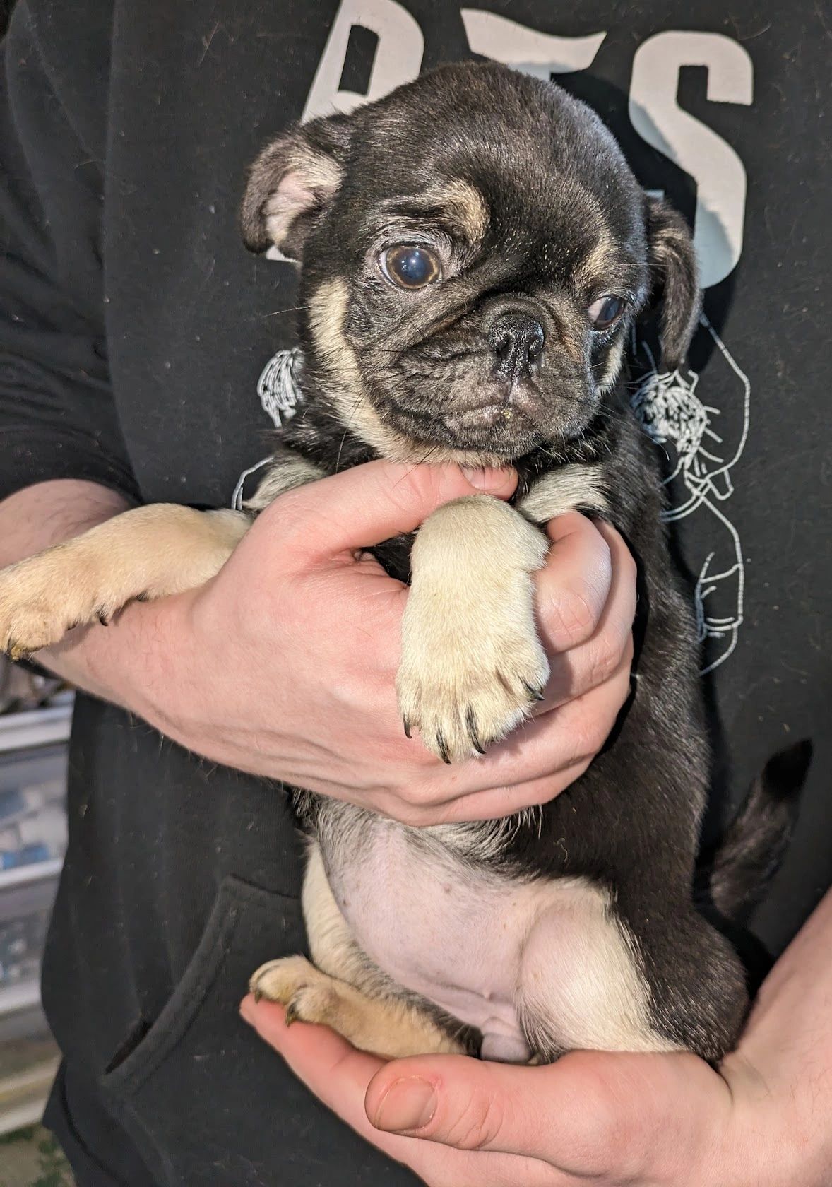 その他 PUG 1st COLOR Pug Coat and Color Varieties - HubPages