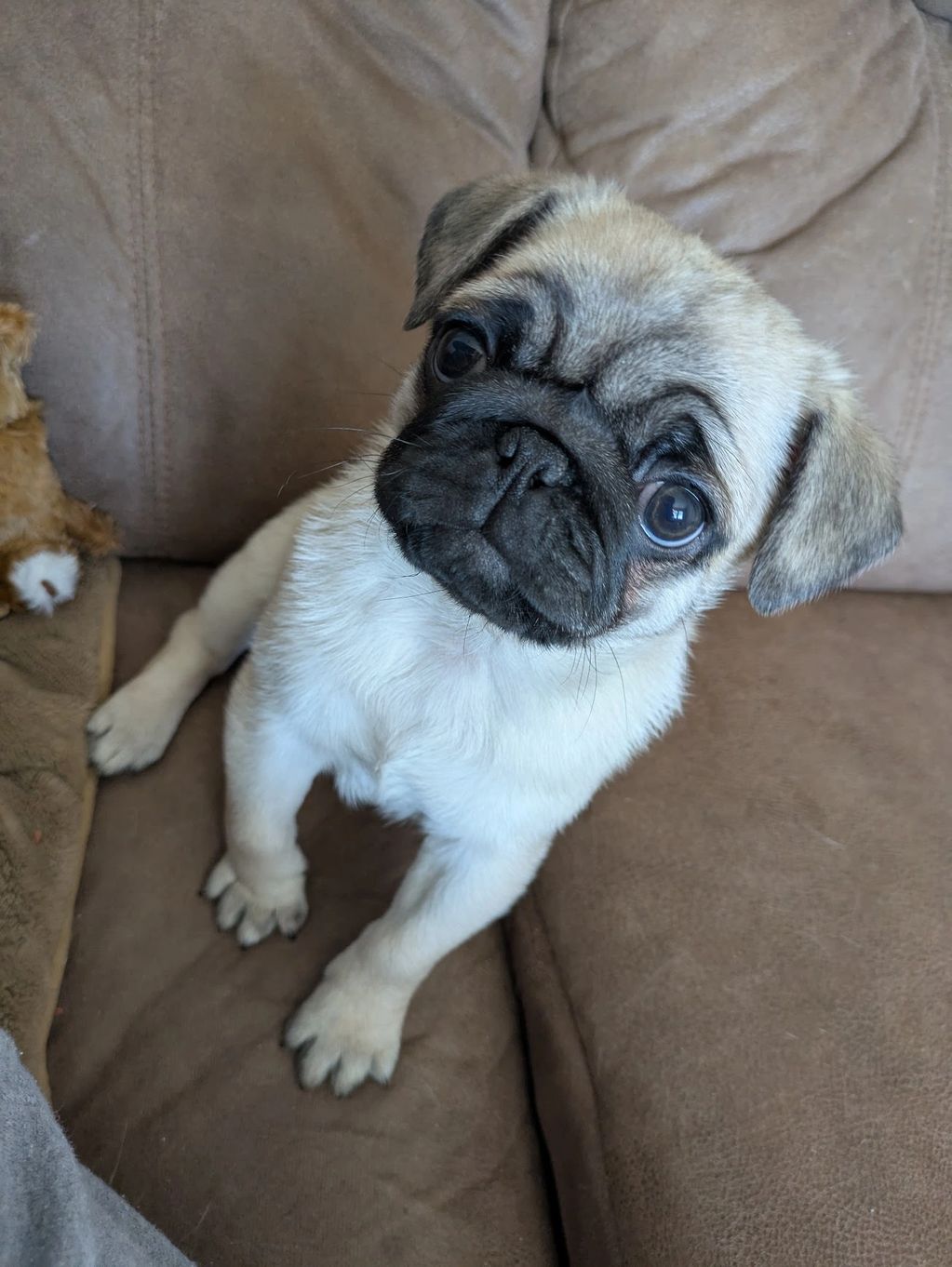 Fawn Male pug puppy baby
