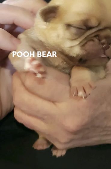 This is pooh bear. He is a carmel  colored pug. the rarest of all pugs. I have only had one born to 