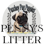 Paschey Pug Puppies