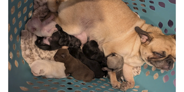 fawn apricot pug puppy