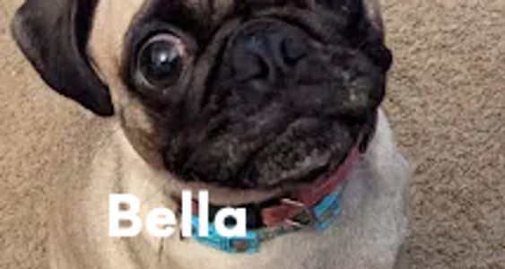 Bella Silver fawn 