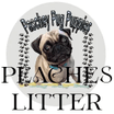 Paschey Pug Puppies