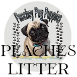 Paschey Pug Puppies