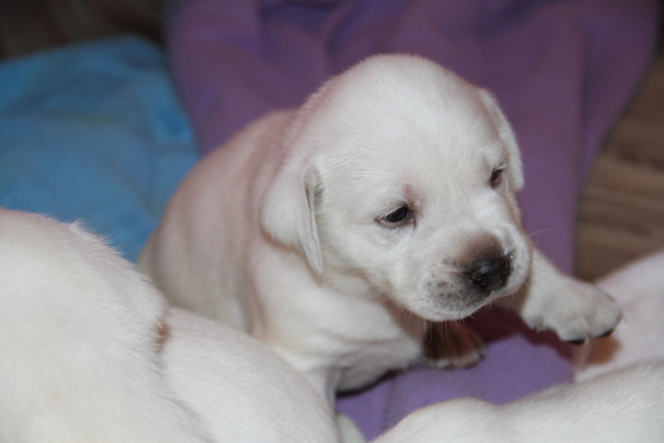 Labrador Puppies In Phoenix Labrador Puppies