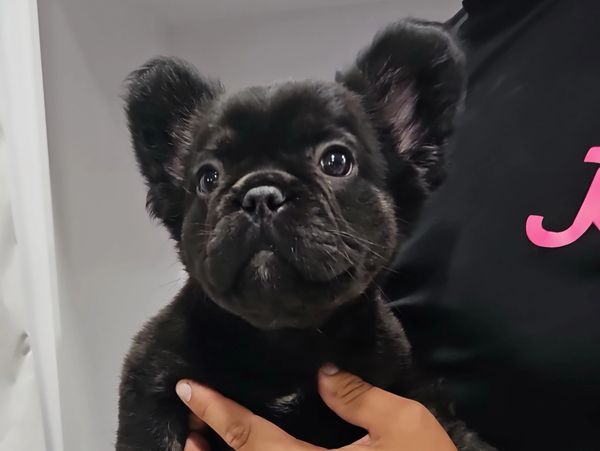 Ebony is an amazing solid black visual fluffy French bulldog sired Koda Bear.  