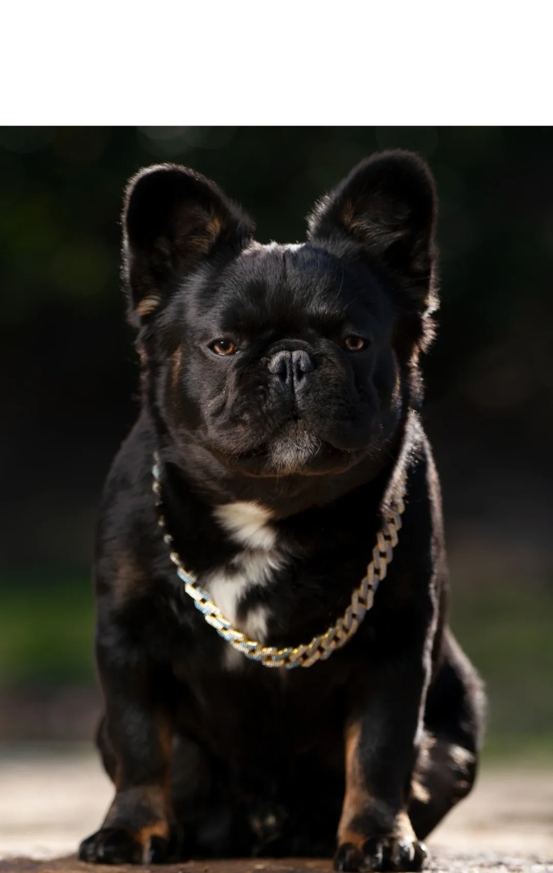 Quite frankly the most handsome Chocolate Tri Frenchie in the world!! Blaq Bear