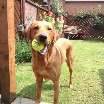 Spencer is a Red Fox Labrador, he is posing in a garden with a tennis Ball in his mouth