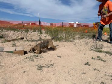 A coyote walking on sandy ground near a person in an orange shirt and construction fencing.