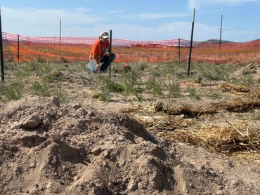 Person planting in a fenced field with soil piles and straw.