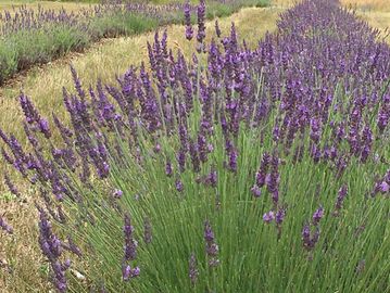 Lavender & Baby's Breath