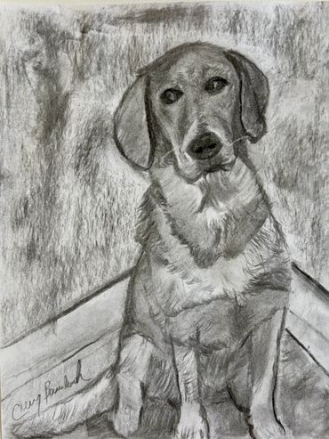 Charcoal drawing on paper of Labrador dog