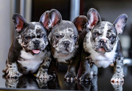 Kiss-A-Bull Frenchies