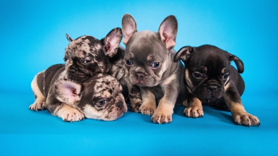 Kiss-A-Bull Frenchies