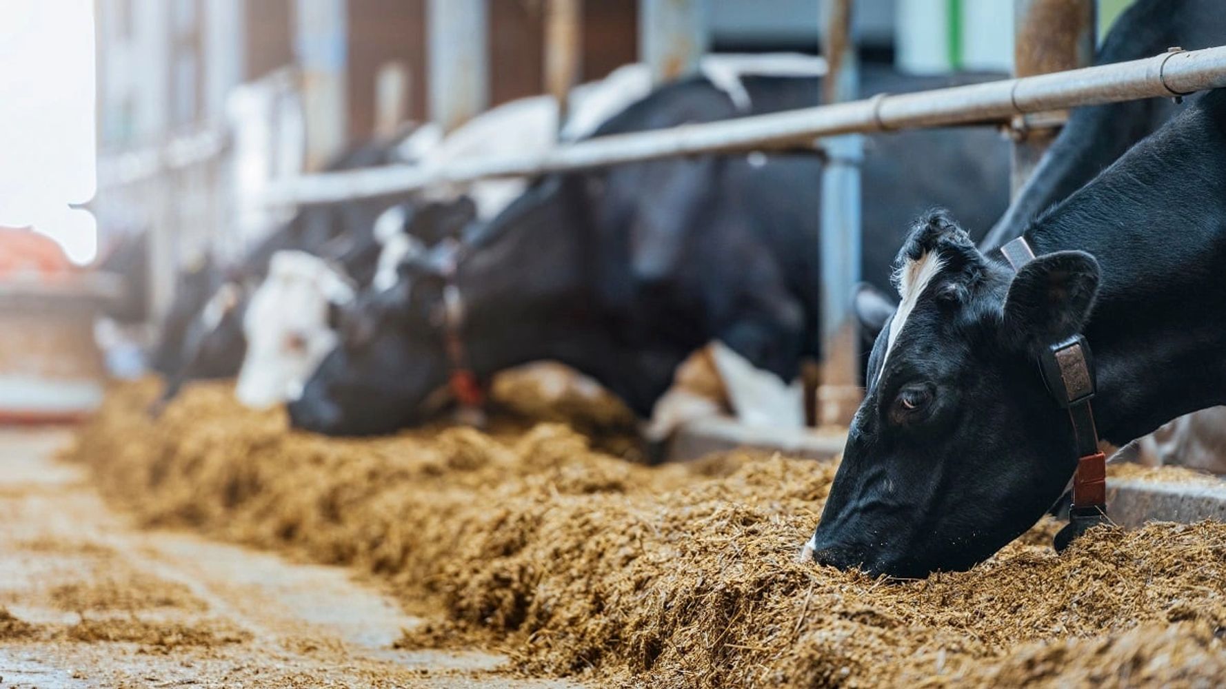 Cows eating feed in a barn with metal railings.