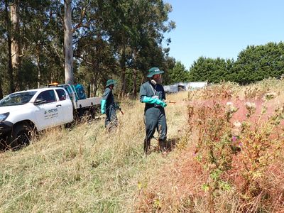 Workers spraying weeds