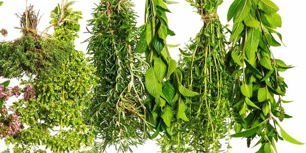 Fresh herbs optimal dried to retain maximum nutrition.