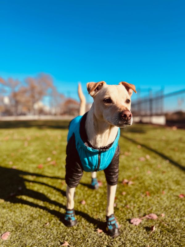 Small dog in a blue jacket and boots stands on grass under clear sky.