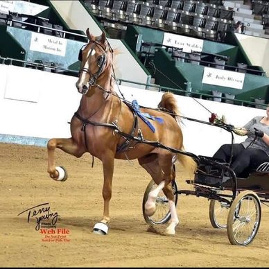 Driving to under saddle