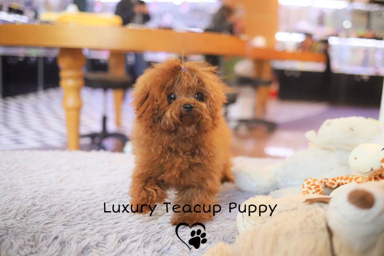 Red Poodle Boy Dante