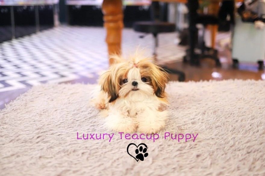 MINI SHIH TZU GIRL