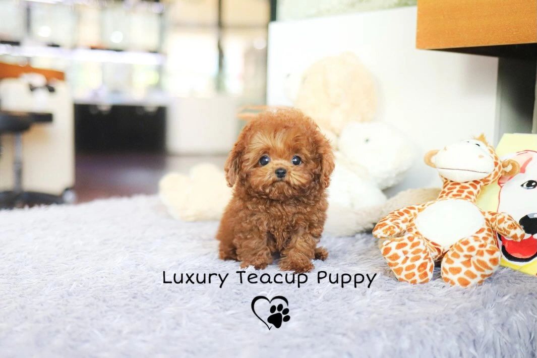 Red Poodle Boy