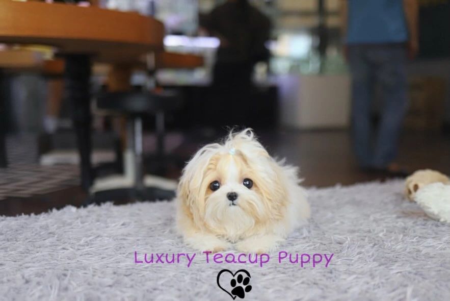6 month old Maltipoo girl