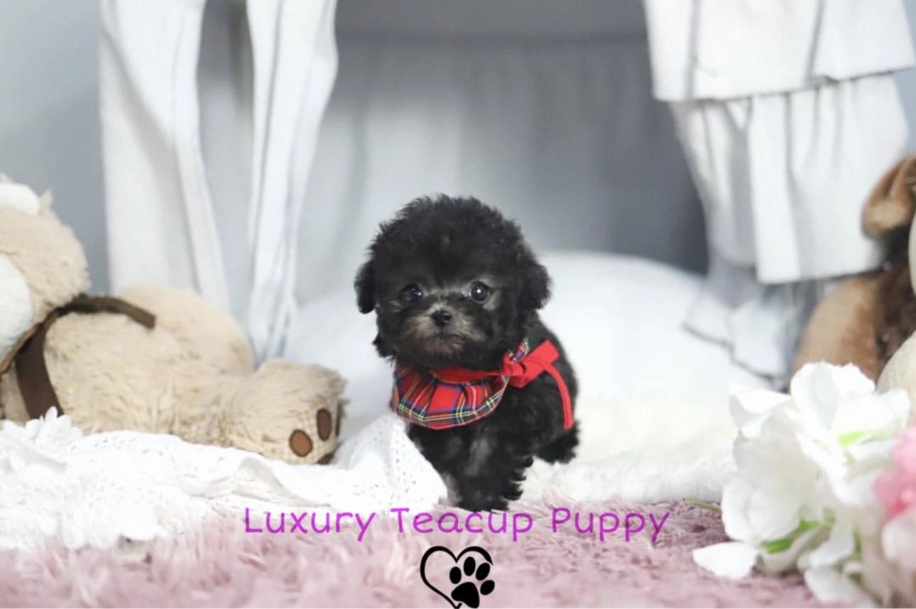 Luxuryteacuppuppy online
