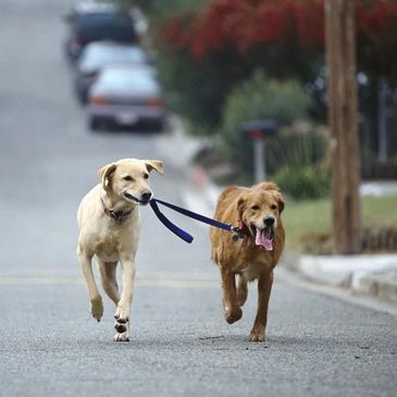 A daily walk is vital for your dogs health and over all wellness.