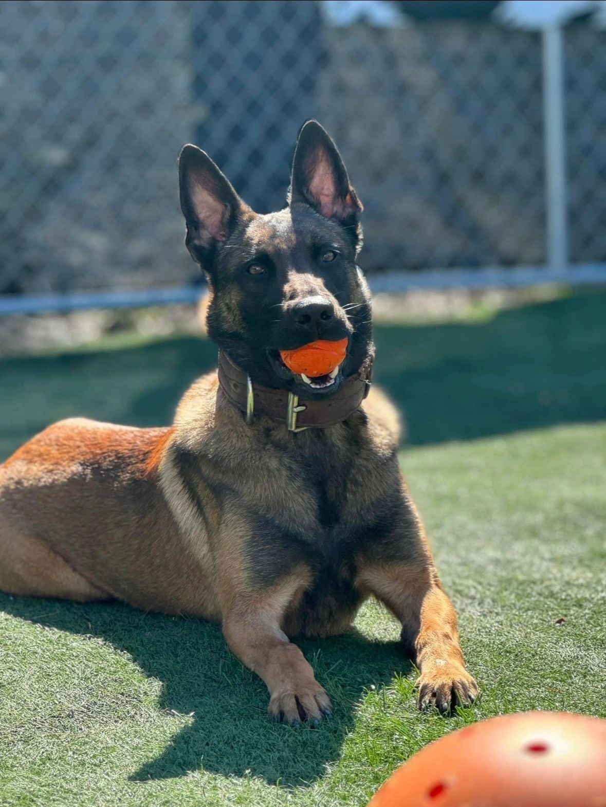 Sniper- Male Belgian Malinois 